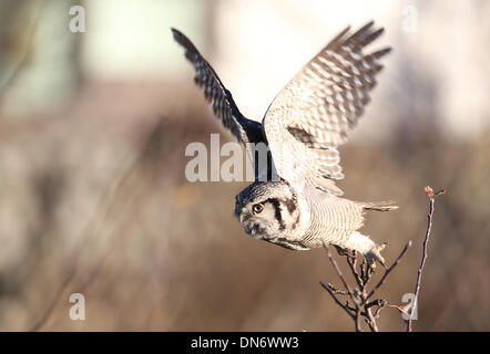 Stollberg, Deutschland. 12. Dezember 2013. Eine Sperbereule (Surnia Ulula) fliegt über ein Feld in Stollberg, Deutschland, 12. Dezember 2013. Normalerweise nach Nord-Skandinavien, Kamtschatka oder Alaska native, ist dieser Vogel in Sachsen wahrscheinlich wegen einer Knappheit von Lebensmitteln im Norden gelandet. Ornithologen und tierischen Fotografen aus ganz Deutschland reisen, Erzgebirge, den Vogel zu sehen. Foto: SEBASTIAN WILLNOW/Dpa/Alamy Live News Stockfoto