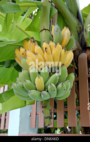 Bananen Reifen am Baum im Hinterhof Obstgarten kultiviert. Stockfoto