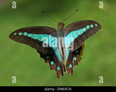 Spektakuläre australische blaues Dreieck Schmetterling - Graphium Sarpedon - auf der Flucht vor grünem Hintergrund Stockfoto