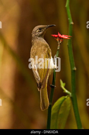 Australische braun Honigfresser - Lichmera Indistincta - Fütterung auf rote Blume Zick-Zack-Anlage - Pedilanthus in subtropischen Garten Stockfoto