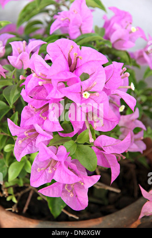 Blume der Bougainvillea Baum im Garten. Stockfoto