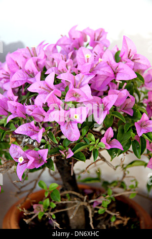 Blume der Bougainvillea Baum im Garten. Stockfoto