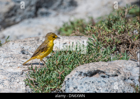 Schnäpperrohrsänger (Dendroica Petechia Aureola) Stockfoto