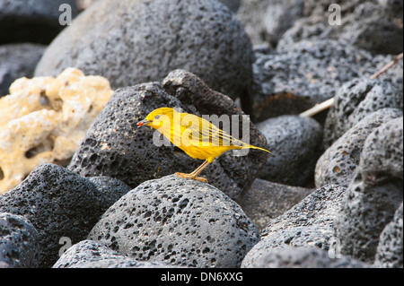 Schnäpperrohrsänger (Dendroica Petechia Aureola) Stockfoto