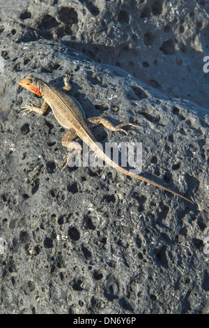 Galapagos Lava Eidechse (Microlophus Albemarlensis) Stockfoto