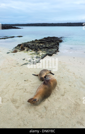 Welpe der Galapagos-Seelöwe (Zalophus Californianus Wollebaeki) Spanferkel Stockfoto