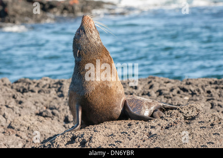 Galápagos-Seebär (Arctocephalus Galapagoensis) Stockfoto
