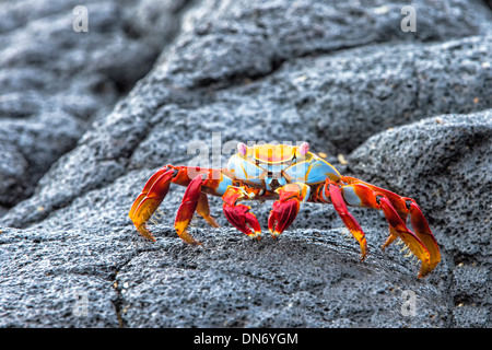 Sally Lightfoot Krabben (Grapsus Grapsus) Stockfoto