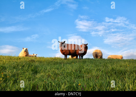 weiße und braune Schafe auf der Weide über blauer Himmel, Holland Stockfoto