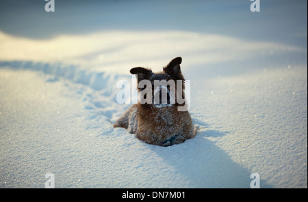 Hund im Schnee Stockfoto