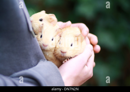 Kleines Mädchen halten Meerschweinchen auf dem Arm Stockfoto