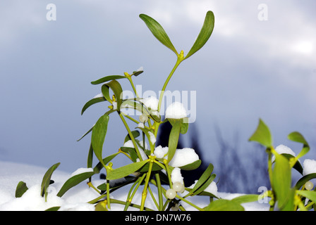 Foto der Mistel auf weißem Hintergrund Stockfoto