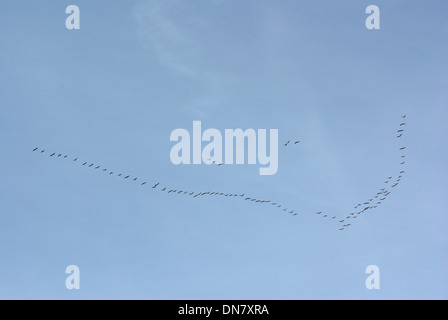 fliegen die Vögel Schlüssel auf Hintergrund des Himmels Stockfoto