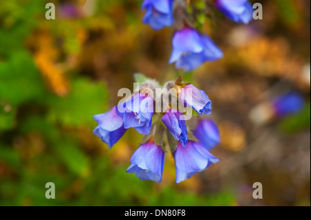 Boreal Jacobs Ladder (Polemonium Boreale), Wrangel Island, russischen Fernen Osten Stockfoto