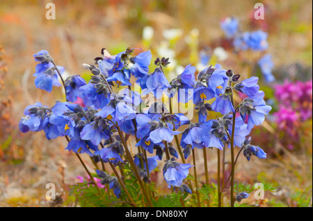 Boreal Jacobs Ladder (Polemonium Boreale), Wrangel Island, russischen Fernen Osten Stockfoto