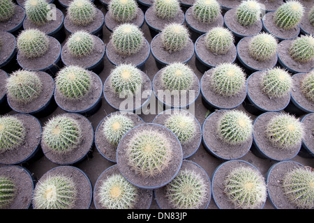 Der Baum der kugelige Kaktus in Jardiniere. Stockfoto