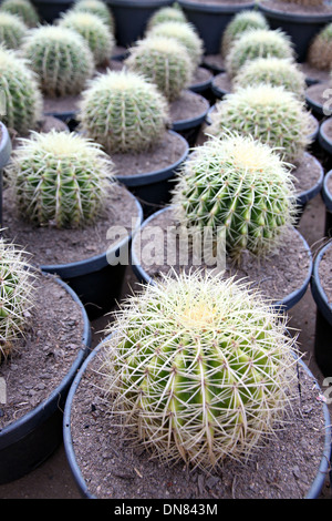 Der Baum der kugelige Kaktus in Jardiniere. Stockfoto