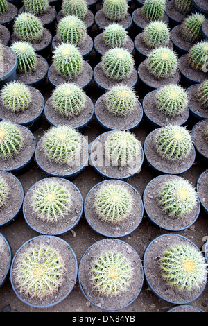 Der Baum der kugelige Kaktus in Jardiniere. Stockfoto