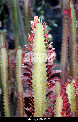 Der Baum der roten Kaktus in Jardiniere. Stockfoto