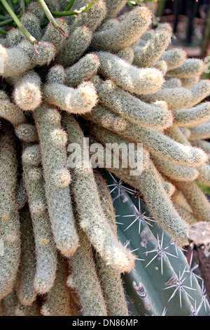 Der Blüten-Kaktus in Jardiniere. Stockfoto