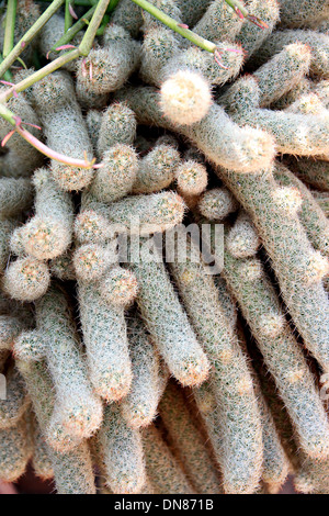 Der Blüten-Kaktus in Jardiniere. Stockfoto