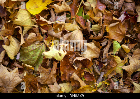 Im Herbst Laub auf dem Boden Stockfoto