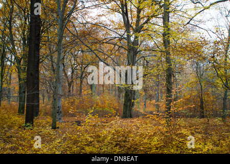 Ein Wald im Herbst Berlin Deutschland Stockfoto