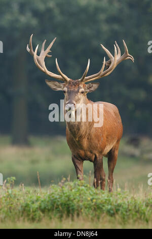 Ein Rothirsch (Cervus Elaphus) steht auf einer grünen Wiese und präsentiert seine stolzen Geweih Stockfoto