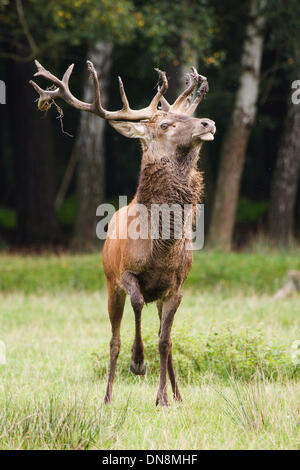 Ein Rothirsch (Cervus Elaphus) steht auf einer grünen Wiese und präsentiert seine stolzen Geweih Stockfoto