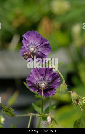 Altrosa des Krans-Bill, Geranium phaeum Stockfoto