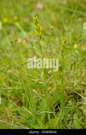 Dyer's Greenweed, Genista tinctoria Stockfoto