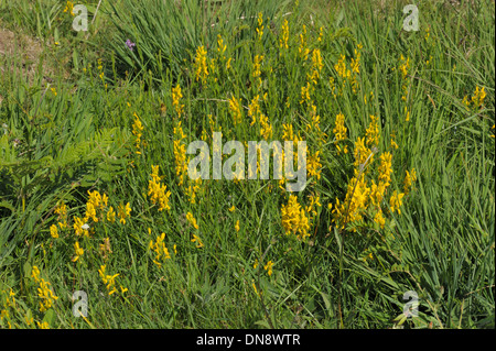 Dyer's Greenweed, Genista tinctoria Stockfoto