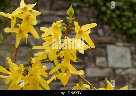 Forsythien, Forsythia x Intermedia Stockfoto