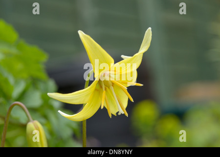 Hundes-Zahn violett oder Forelle Lilie, Erythronium Stockfoto