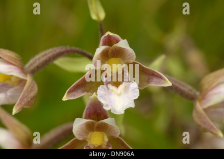 Marsh Helleborine, Epipactis palustris Stockfoto