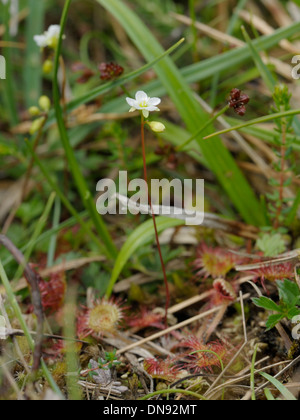 Runde-leaved Sonnentau, Drosera rotundifolia Stockfoto