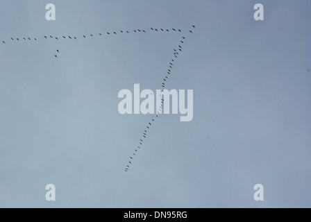 fliegen die Vögel Schlüssel auf Hintergrund des Himmels Stockfoto