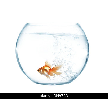 kleine Goldfische in Runde Glas-aquarium Stockfoto