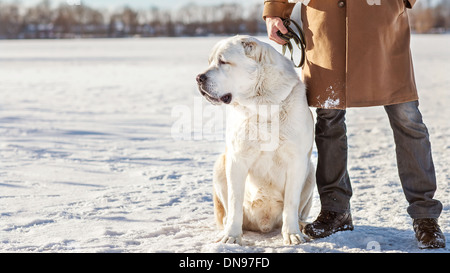 Mann und zentraler Asiatischer Schäferhund spazieren im park Stockfoto