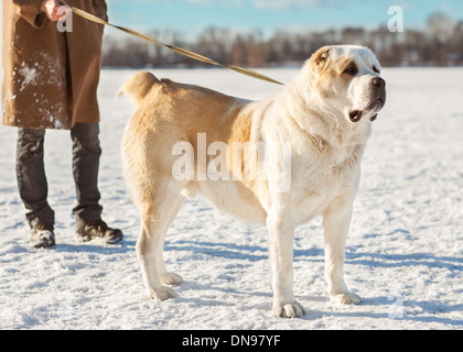 Mann und zentralasiatischen shepherd spielen mit seinem Hund im freien Stockfoto