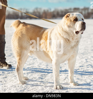 Mann und zentralasiatischen shepherd spielen mit seinem Hund im freien Stockfoto