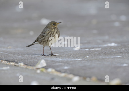 Rock-Pieper (Anthus Petrosus) auf Futtersuche entlang Küstenschutzes für Wirbellosen Beute. Stockfoto