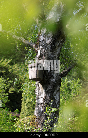 Vogelhaus auf Baumstamm aus Birke Stockfoto