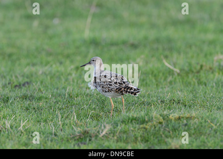 Kampfläufer (Philomachus Pugnax) Futter auf der Weide Stockfoto