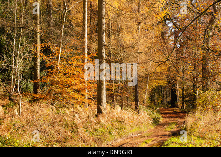 Herbstfärbung, riverside walk, November 2103 Stockfoto