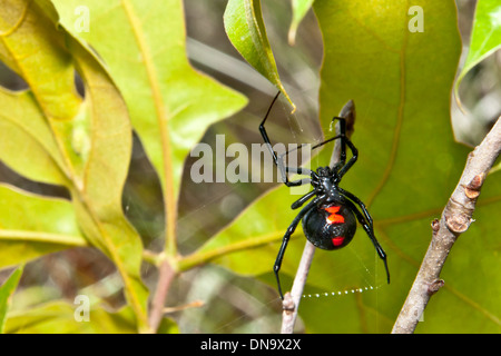 Schwarze Witwe Spinne Stockfoto