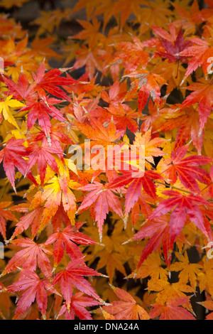 Brillant gefärbte Blätter einen japanischen Ahorn. Stockfoto