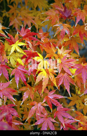 Brillant gefärbte Blätter einen japanischen Ahorn. Stockfoto