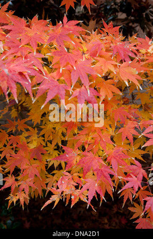 Brillant gefärbte Blätter einen japanischen Ahorn. Stockfoto