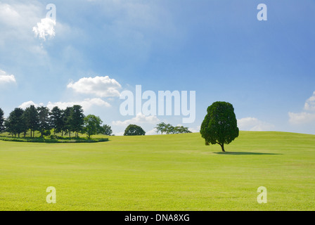 einzelner Baum auf dem Gebiet der Olympiapark in Korea Stockfoto